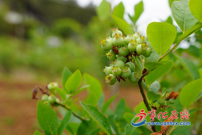 寧化翠江鎮：藍莓將迎成熟季 鄉村振興在當下