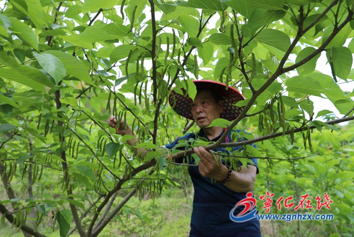 寧化濟村：百棵桑葚豐收在望
