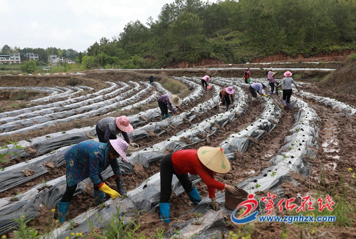 寧化：辣椒種植正當(dāng)時(shí)