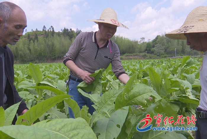 中沙鄉(xiāng):全力開展災(zāi)后生產(chǎn)自救 筑牢減災(zāi)防線