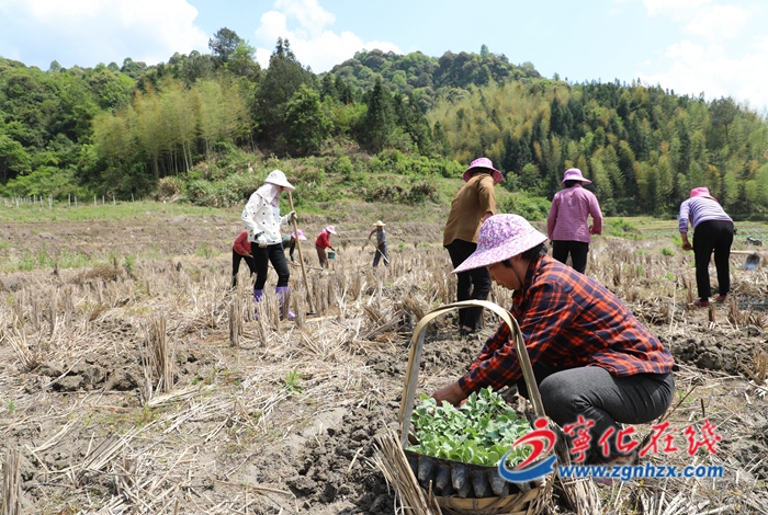 寧化濟村：超百畝酵素西瓜進入移栽期