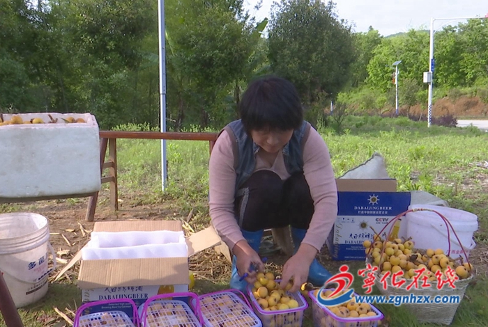 寧化湖村鎮(zhèn)：發(fā)展茶葉產(chǎn)業(yè) 振興富農(nóng)產(chǎn)業(yè)