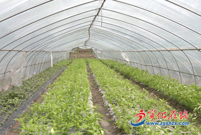 翠江鎮小溪村:蔬菜種植 種出鄉村振興“大文章”