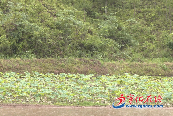 寧化淮土：“一村一品”賦能鄉村振興