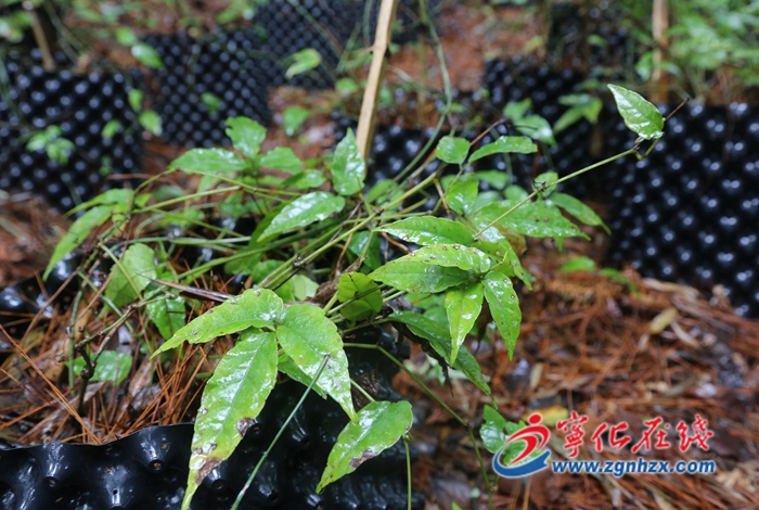 寧化縣安遠(yuǎn)鎮(zhèn):端起“綠飯碗” 吃上“生態(tài)飯”