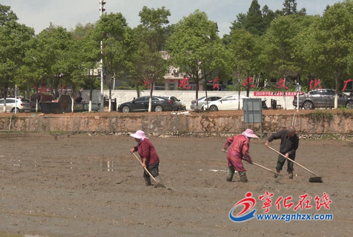 首批“降糖”稻落戶河龍貢米品種篩選基地