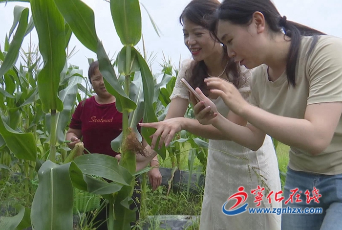 寧化：“鄉土直播團隊”帶貨忙 在線助農促消費