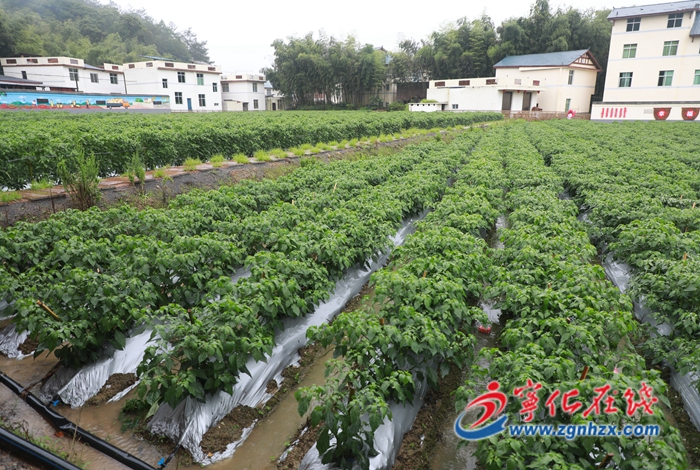 寧化：農(nóng)技人員進田間 防汛抗災(zāi)保生產(chǎn)