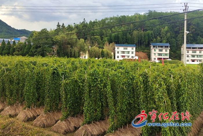 寧化曹坊:黨建引領,小淮山撬動大產業