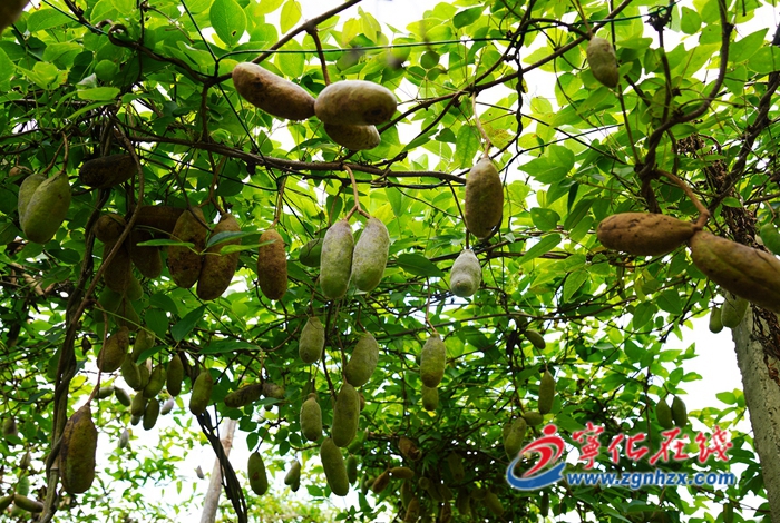 寧化方田：八月瓜豐收在望