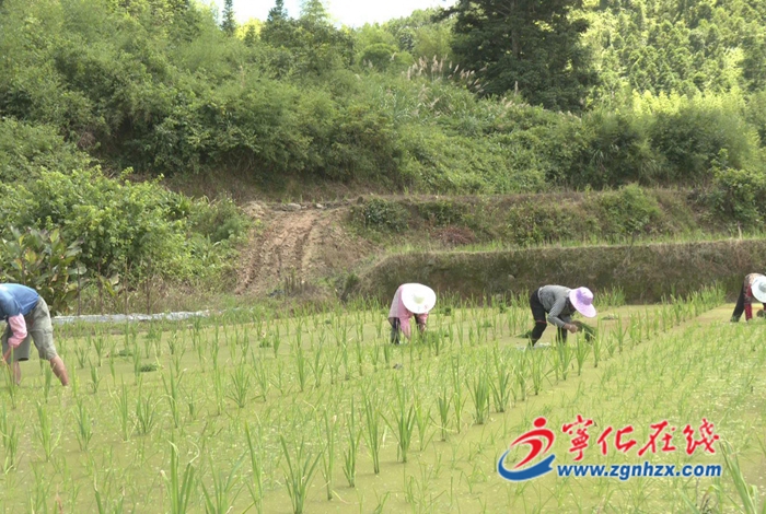 曹坊鎮(zhèn):仲夏時節(jié),水稻制種插秧忙