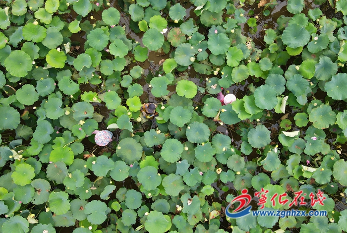 寧化城郊鎮(zhèn):蓮花盛開采蓮忙