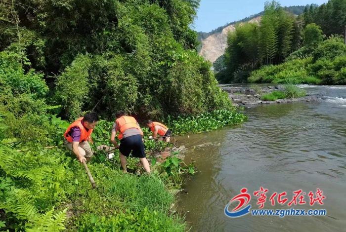 寧化濟村:開展水葫蘆專項清理行動