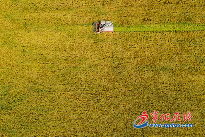 寧化縣:早稻收割正當時