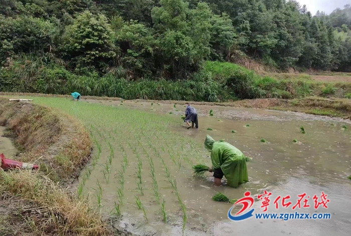 寧化河龍:黨建引領促發展 撂荒地變身希望田