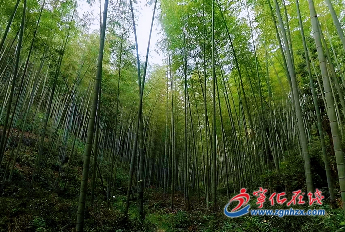 寧化:提升竹林效益 帶動村民增收