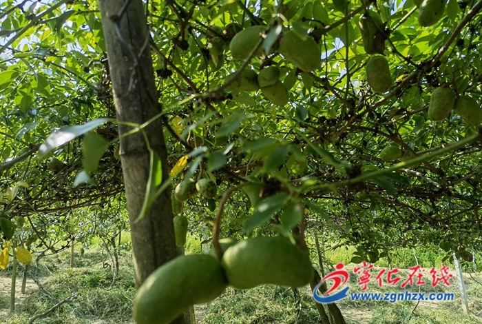 寧化城郊:百畝九月黃豐收在望