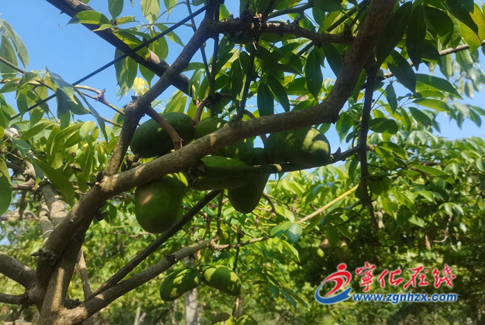 寧化城郊:百畝九月黃豐收在望