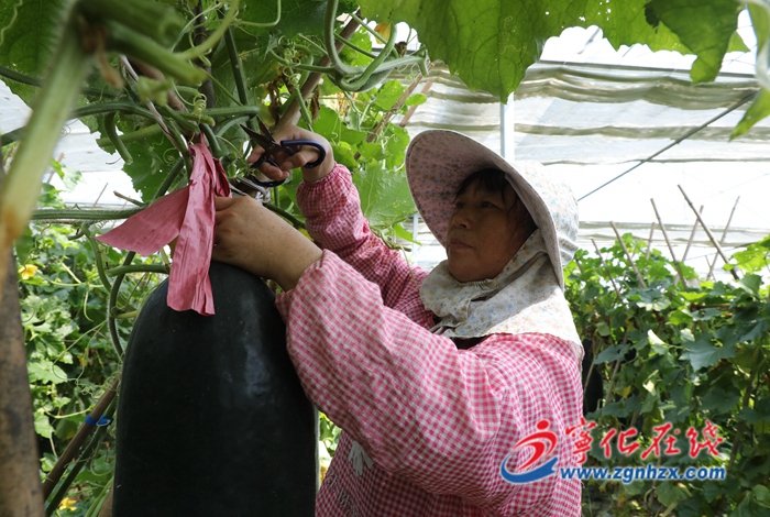 寧化城郊:黑皮冬瓜喜獲豐收