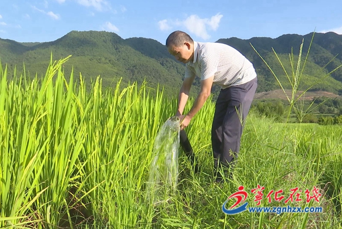 寧化:多措并舉積極抗旱保秋收