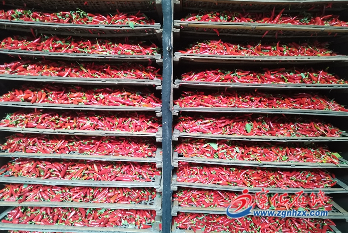 畬鄉(xiāng)朝天椒豐收了