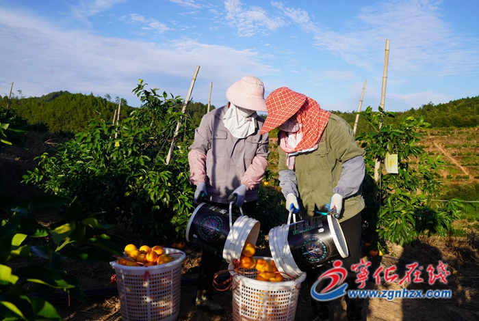 學思想 強黨性 重實踐 建新功|寧化中沙鄉:千畝富硒臍橙陸續采摘上市