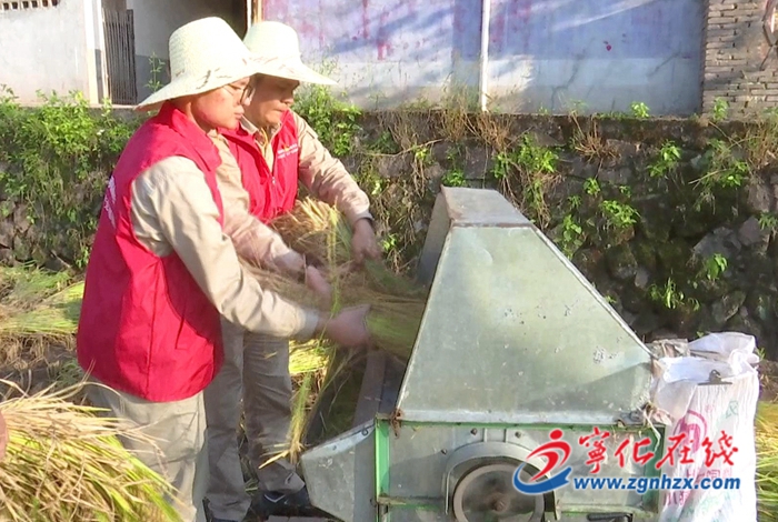 國網寧化縣供電公司開展“我在鄉間有畝田”稻谷收割活動