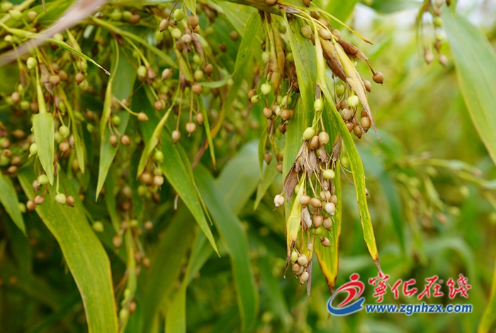 寧化:選育薏米新品種,促特色產業升級