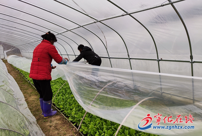 寧化：寒潮來襲 農(nóng)技人員田間支招防寒防凍