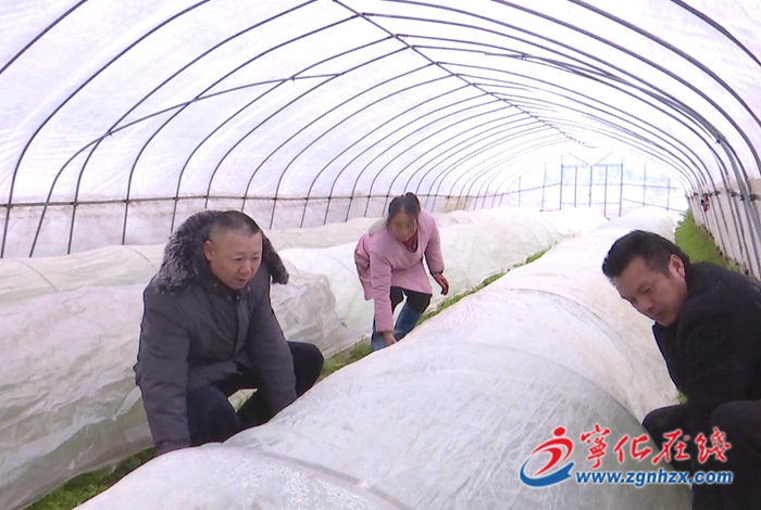 寧化:農技員田間地頭現場支招防寒防凍