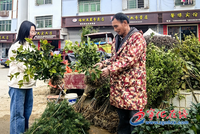 寧化:人勤春早苗木俏銷