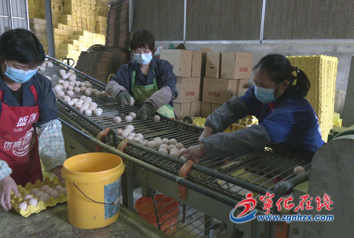 方田鄉:蛋雞養殖擴產助力鄉村振興
