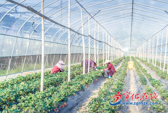 張小芳:“莓”好生活有甜頭