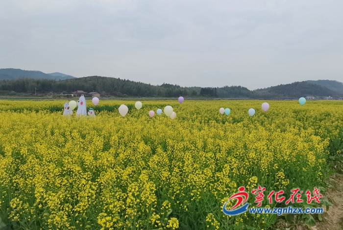 深學(xué)爭(zhēng)優(yōu)、敢為爭(zhēng)先、實(shí)干爭(zhēng)效|寧化泉上鎮(zhèn)：“金花盛開(kāi)”美如畫 “美麗經(jīng)濟(jì)”促增收