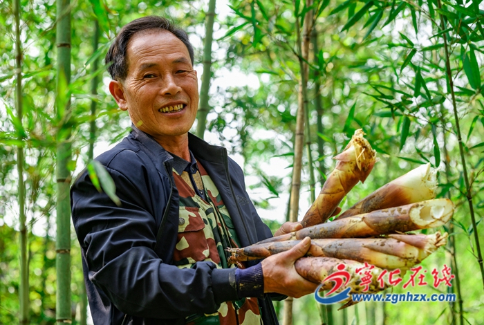 鄉(xiāng)村振興再出發(fā)｜寧化安樂(lè)鎮(zhèn)：竹筍迎收獲 筍農(nóng)采收忙