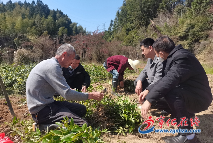 寧化：九月黃幼苗暢銷粵浙