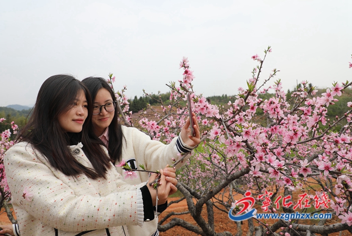 寧化：桃花盛開引客來
