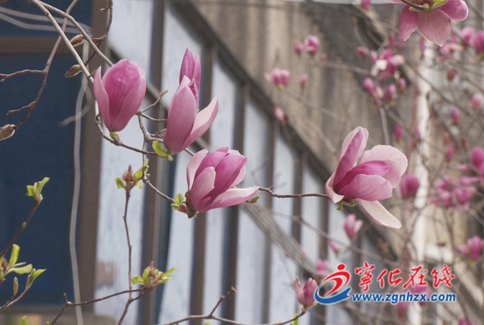 寧化縣泉上鎮(zhèn)：提升顏值氣質(zhì) 打造美麗鄉(xiāng)村