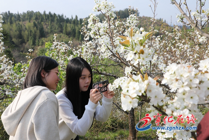 寧化：梨花盛開(kāi)惹人醉
