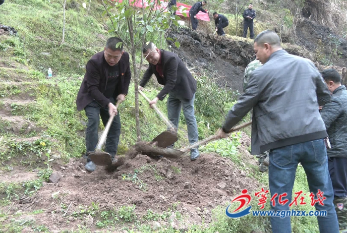 寧化水茜鎮：為綠充“植”，添綠正當時