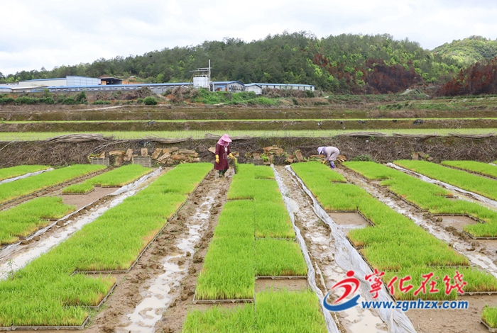 寧化:春耕正當時 早稻種植忙