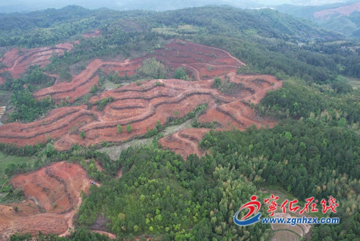 寧化:全面完成8100畝年度造林任務