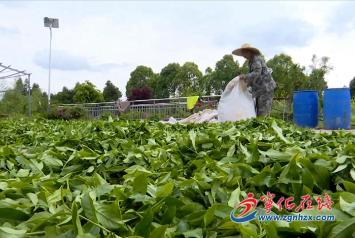 寧化中沙鄉：萬畝茶園飄香 品牌產業助增收