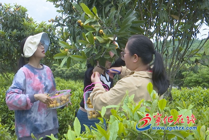 寧化湖村鎮(zhèn):發(fā)展茶經(jīng)濟 讓富民產(chǎn)業(yè)助推鄉(xiāng)村振興