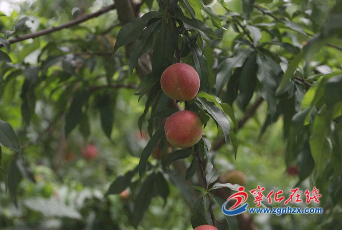 寧化：果樹管護正當時 農技人員指導忙