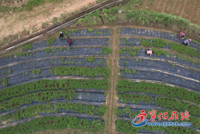 寧化翠江鎮：打造中草藥產業鏈 為農戶開出“致富方”