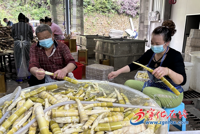 治平畬族鄉筍制品加工生產忙