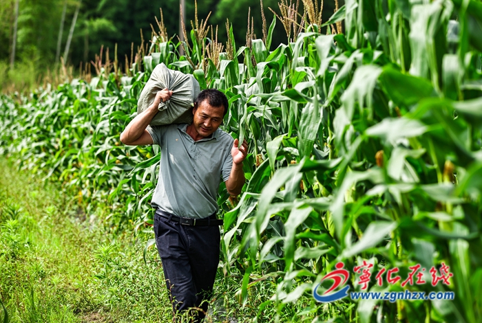 寧化城郊鎮:甜糯玉米喜獲豐收