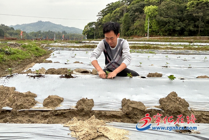 賴運伙:80后新農人的辣椒情緣