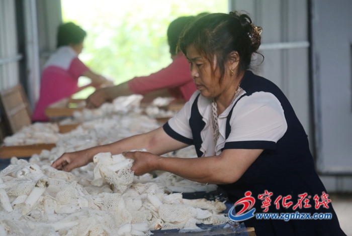 寧化：齊心種竹蓀 致富拓門道